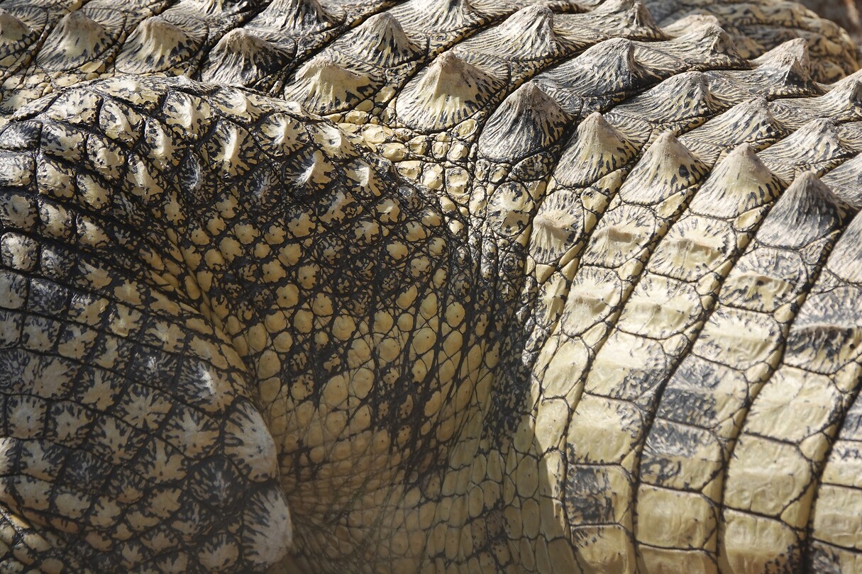 krokodil