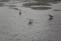_DSC7453-01
