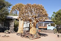 _DSC8003-01