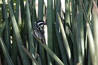 _DSC8008-01
