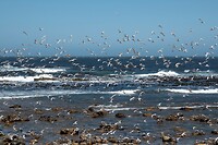 _DSC9241
