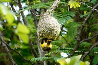 Maskerwever hangt aan zijn nest
