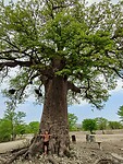 Baobab boom
