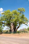 de Baobab. Baobab of apenbroodboom