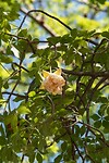 bloem van de Baobab