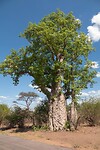 De dikke bast van de Baobab boom