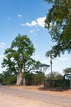 Baobab