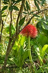 Bloedbloem
