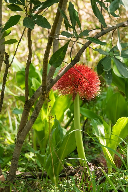 Bloedbloem