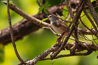 Roestflankprinia
