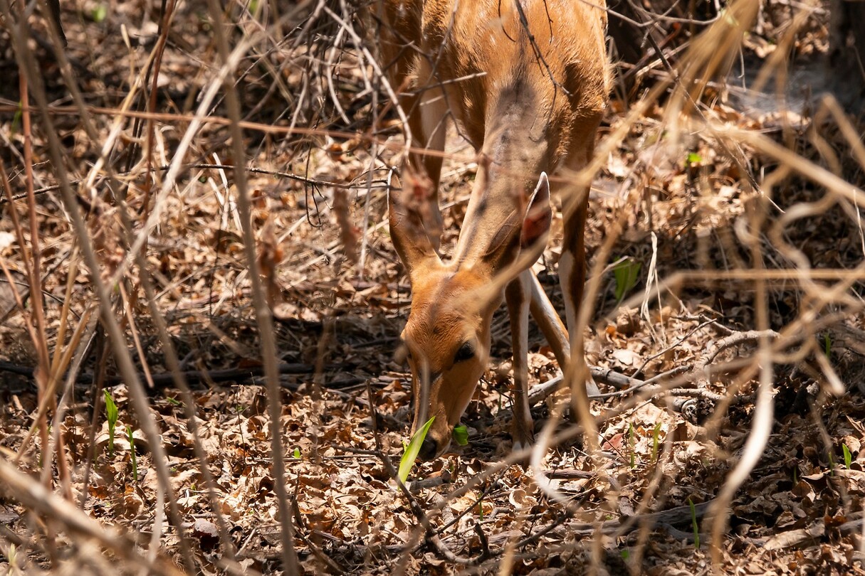 Bosbok