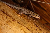 Platstaartgekko