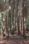 DSC02337-01