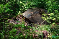 DSC02339-01