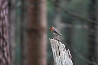 DSC02348-01