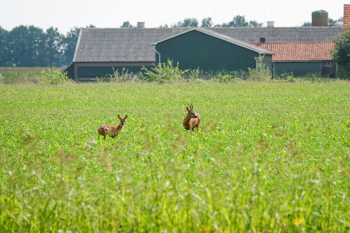 DSC03109rw