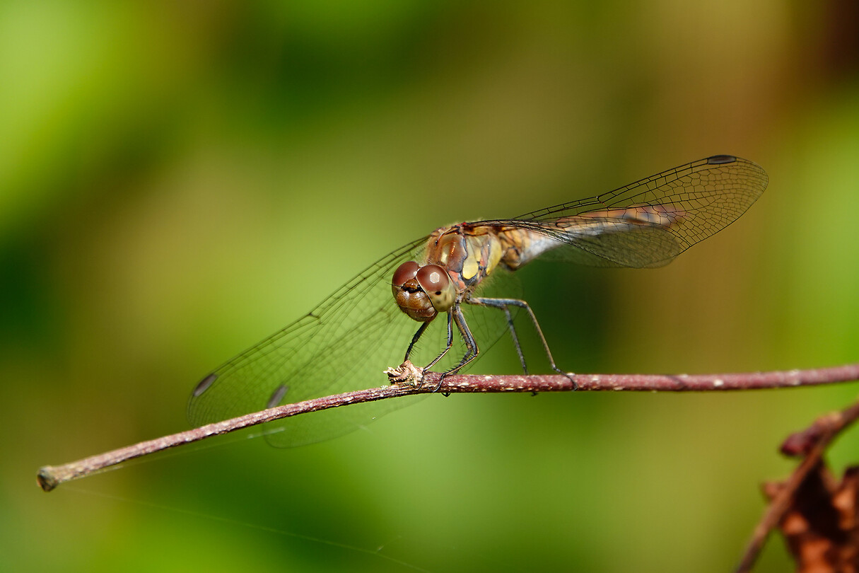 DSC03043rw