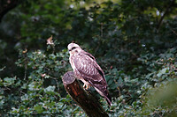DSC03352rw