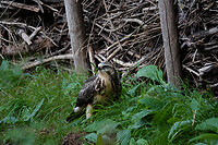 DSC03339rw