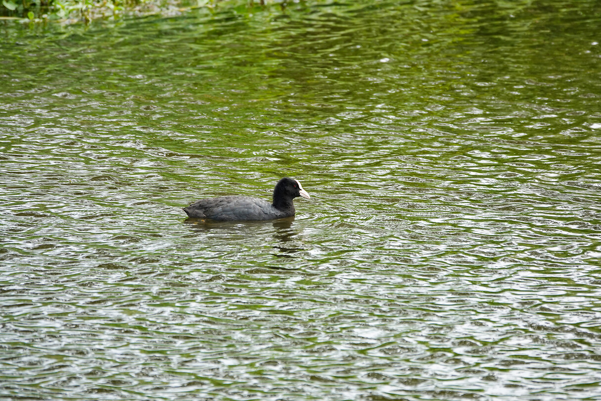DSC03403rw