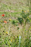 DSC03570-01