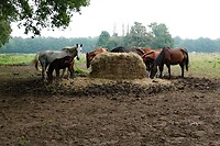 DSC03938