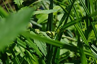 DSC04047