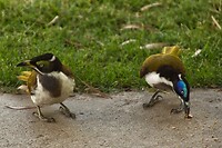 93 blue faced honeyeater met juvenil