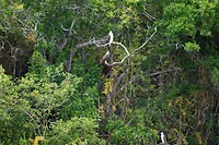 eastern osprey