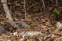 sand goanna (gould's monitor)