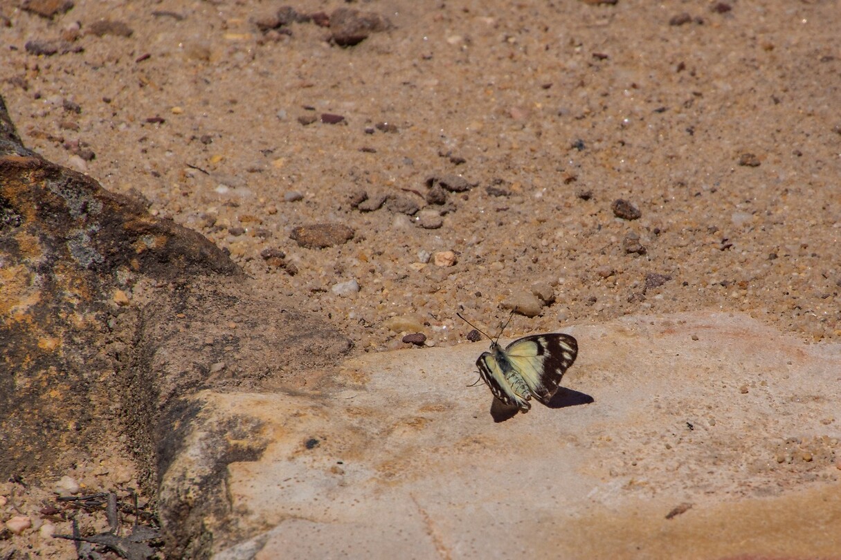 DSC00540Rw