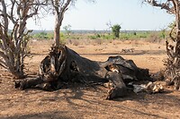 dode olifant