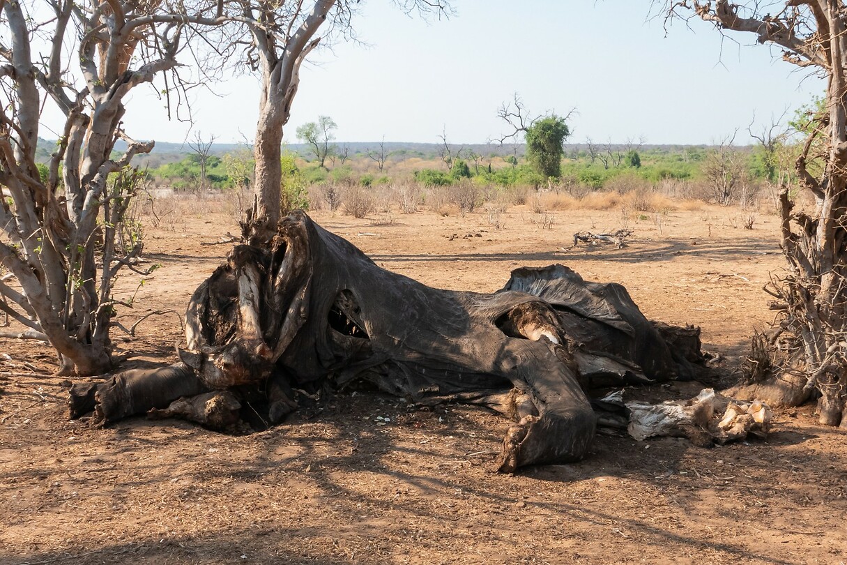 dode olifant