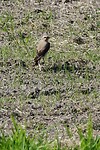 DSC06997-02-01