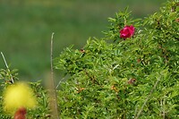 DSC07077-01