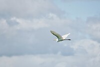 DSC07096-01