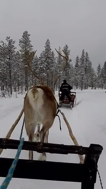 Rendiertocht, Salla Finland