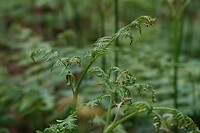 DSC07156-01