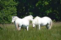 DSC07378-01