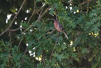 DSC07389-01