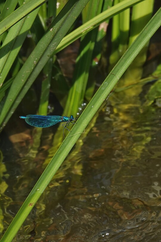 DSC07397-01