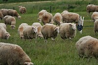 DSC07449-01