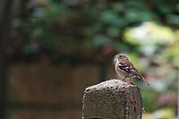 DSC07470-01
