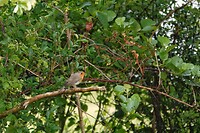 DSC07531-01