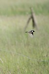 DSC07637-01