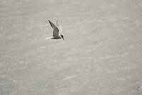DSC07593-01