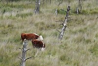 DSC08523-01