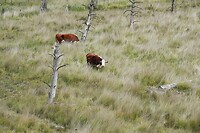 DSC08526-01