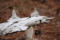 DSC08533-01