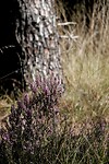 DSC08580-01